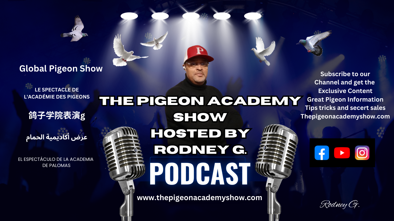 Welcome to our Exclusive content section of the Pigeon Academy